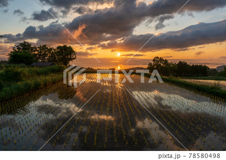 滋賀県大津市栗原の棚田を早朝に撮影 78580498