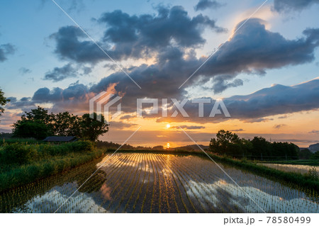 滋賀県大津市栗原の棚田を早朝に撮影 78580499