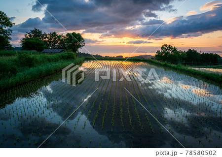 滋賀県大津市栗原の棚田を早朝に撮影 滋賀県大津市栗原の棚田を早朝に撮影 78580502