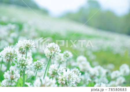 シロツメクサの花畑 78580683