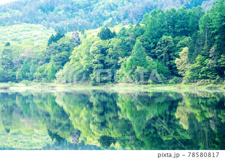 新緑の森が水面に映る風景 (恩原湖) 新緑の森が水面に映る風景 (恩原湖) 78580817