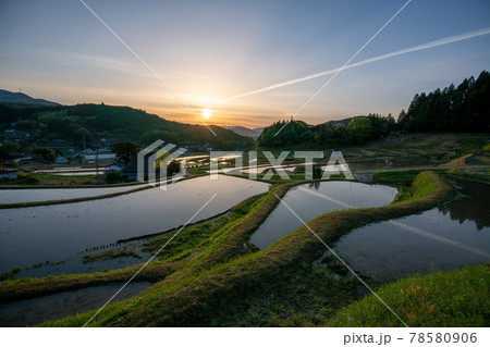 大阪府能勢町長谷で早朝撮影した棚田 78580906