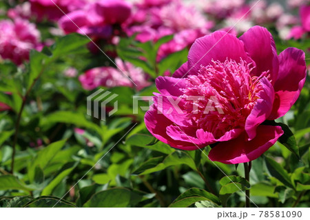 芍薬の花 初夏 晴れ(高知県 高知市)	 芍薬の花 初夏 晴れ(高知県 高知市)	 78581090