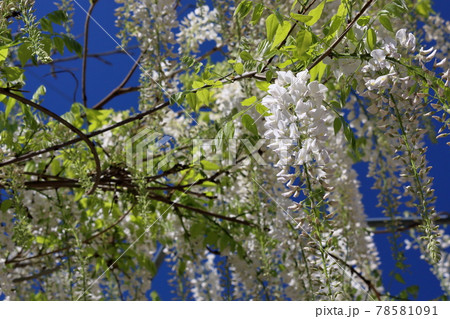 白い藤の花　（高知県　香南市）	 78581091