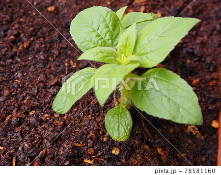 ミニひまわり プランター栽培 初夏 発芽から1ケ月 ミニひまわり プランター栽培 初夏 発芽から1ケ月 78581160