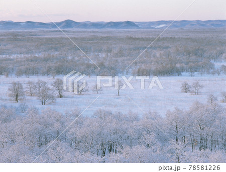 冬の釧路湿原（北海道・標茶町） 78581226