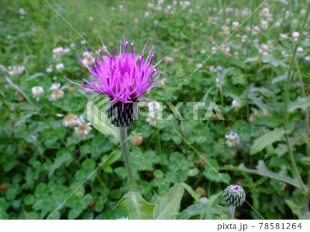 野原 野原 78581264