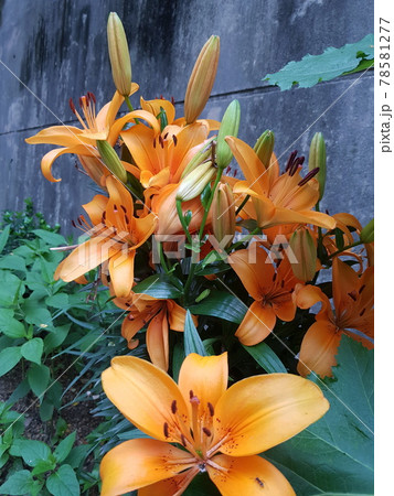 香り 草花 韓国 78581277