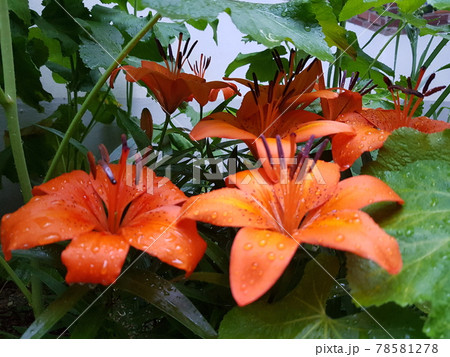 香り 草花 韓国 78581278