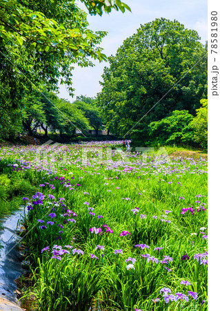 女堀赤堀花しょうぶ園（縦） 78581980