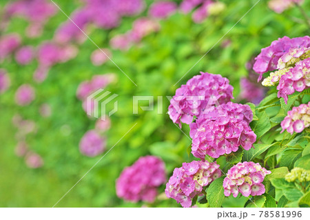 赤いアジサイの花 78581996
