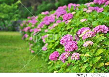赤いアジサイの花 赤いアジサイの花 78581997