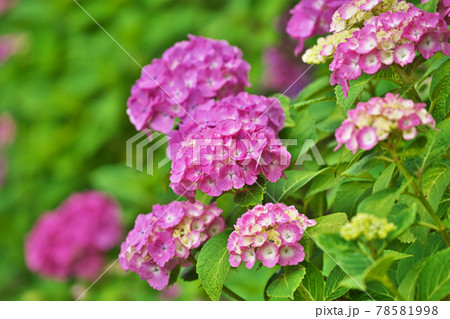赤いアジサイの花 赤いアジサイの花 78581998