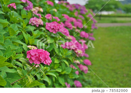 赤いアジサイの花 赤いアジサイの花 78582000
