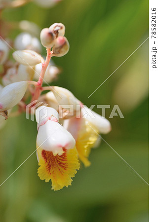 キフゲットウ 78582016