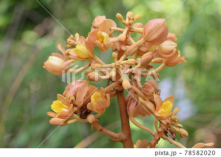 ツチアケビ ツチアケビ 78582020