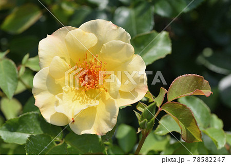 バラ（金蓮歩） 78582247