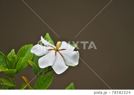 白いクチナシの花 78582324