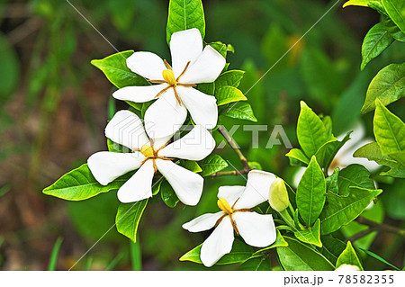 白いクチナシの花（夏、六月） 78582355