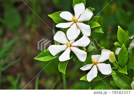 白いクチナシの花の写真素材