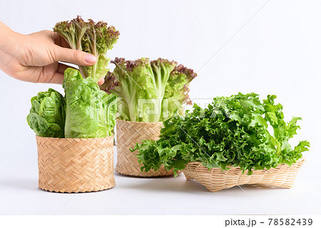 Fresh various lettuce leaf in bamboo basket with hand on white background Fresh various lettuce leaf in bamboo basket with hand on white background 78582439
