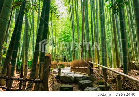 初夏の鎌倉 報国寺 竹の庭 初夏の鎌倉 報国寺 竹の庭 78582440