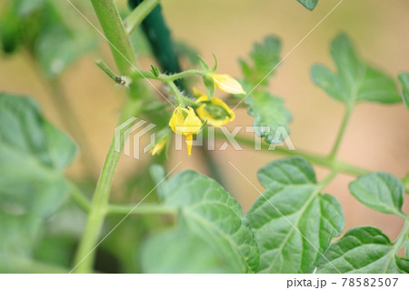 トマトの花 78582507