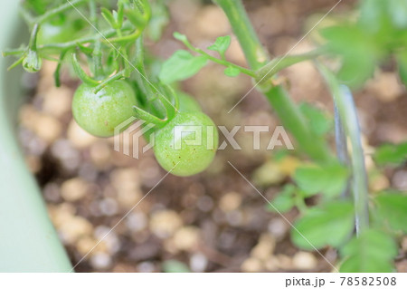 トマトの実 78582508