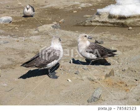 ナンキョクオオトウゾクカモメ 78582523