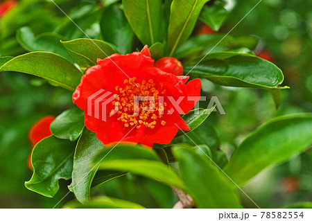 赤いザクロの花の写真素材