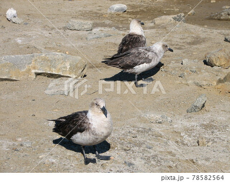 ナンキョクオオトウゾクカモメ ナンキョクオオトウゾクカモメ 78582564
