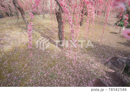 京都市伏見区にある城南宮で撮影した梅 78582586