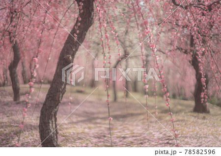 京都市伏見区にある城南宮で撮影した梅 京都市伏見区にある城南宮で撮影した梅 78582596