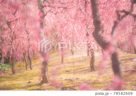 京都市伏見区にある城南宮で撮影した梅 78582609