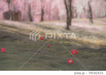 京都市伏見区にある城南宮で撮影した梅 78582633
