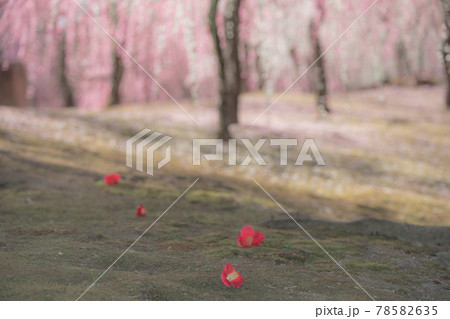 京都市伏見区にある城南宮で撮影した梅 78582635