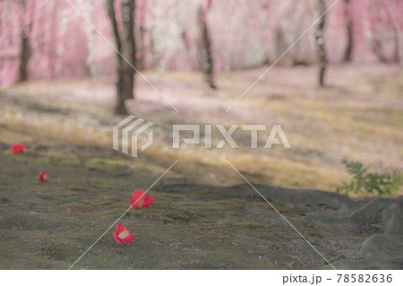 京都市伏見区にある城南宮で撮影した梅 78582636