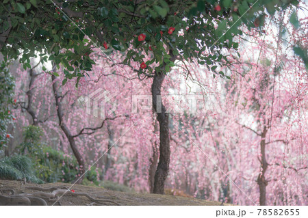 京都市伏見区にある城南宮で撮影した梅 78582655