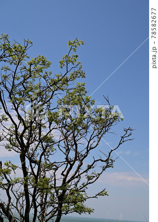 夏の風景 78582677