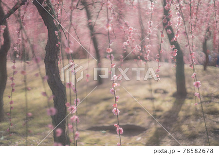 京都市伏見区にある城南宮で撮影した梅 78582678