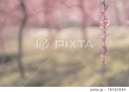 京都市伏見区にある城南宮で撮影した梅 78582684