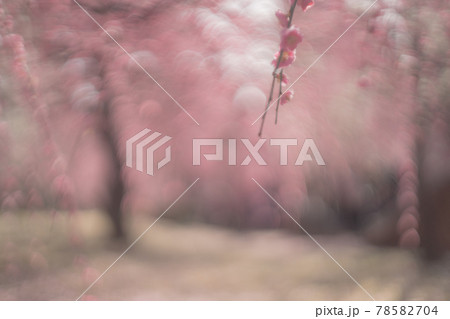 京都市伏見区にある城南宮で撮影した梅 78582704