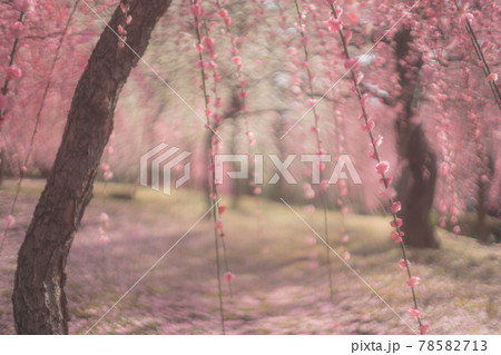 京都市伏見区にある城南宮で撮影した梅 78582713