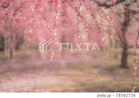 京都市伏見区にある城南宮で撮影した梅 78582716