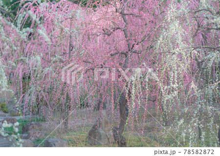 京都市伏見区にある城南宮で撮影した梅 京都市伏見区にある城南宮で撮影した梅 78582872