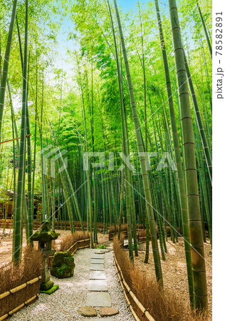 初夏の鎌倉 報国寺 縦構図 初夏の鎌倉 報国寺 縦構図 78582891