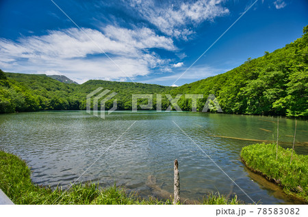 青森県八甲田にある蔦沼の初夏の風景 78583082