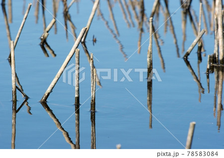 Swamp 78583084