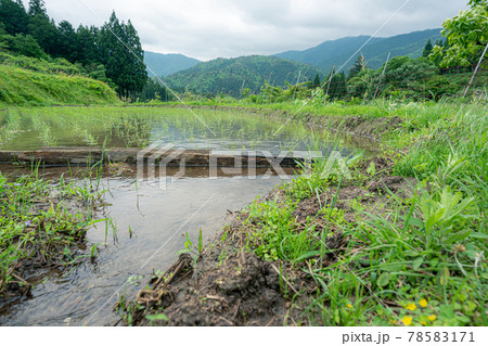 滋賀県高島市畑の棚田の風景を撮影 滋賀県高島市畑の棚田の風景を撮影 78583171