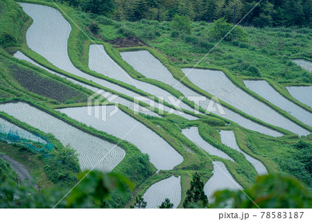 滋賀県高島市畑の棚田の風景を撮影 78583187